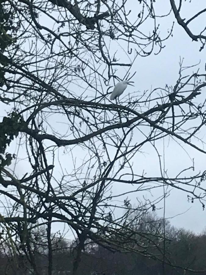 Reveil Aux Chants Des Oiseaux Asse-le-Riboul Exteriör bild